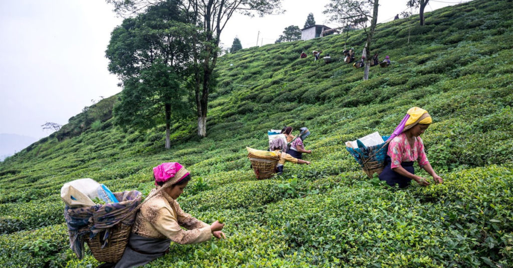 Favorito da rainha Elizabeth, chá Darjeeling pode entrar em extinção — entenda as razões