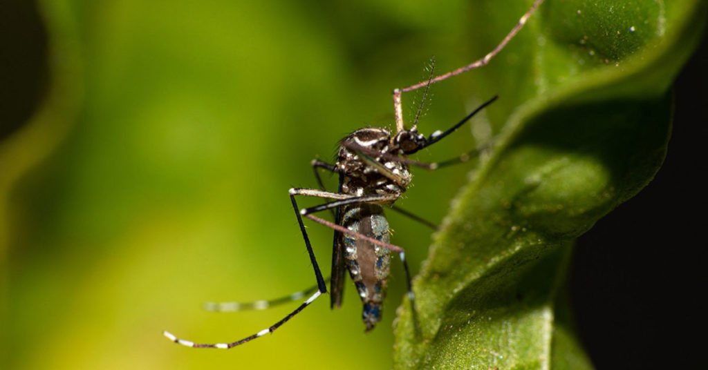 Estudo da Fiocruz alerta para chance de epidemia de dengue no futuro