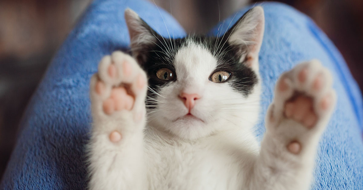 Estudo afirma que ver fotos de gatinhos no trabalho aumenta produtividade