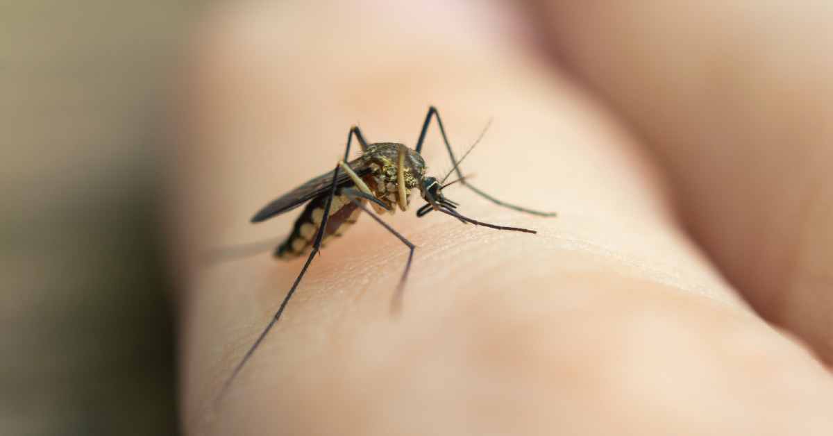 Crescimento dos casos de Zika vírus preocupa especialistas e população no Brasil