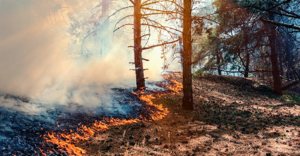 Queimadas aumentam internações por doenças respiratórias, revela estudo